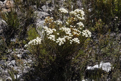 Brunia paleacea