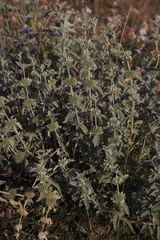 Marrubium incanum