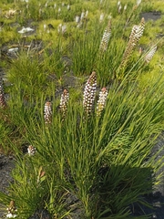 Disa obtusa hottentotica