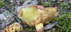 Suillus collinitus