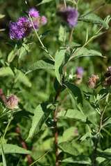 Centaurea phrygia pseudophrygia