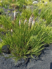 Disa obtusa hottentotica