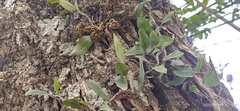 Polypodiopsida
