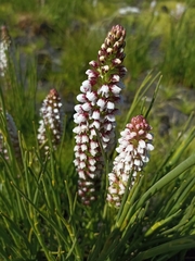 Disa obtusa hottentotica
