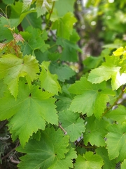 Vitis vinifera