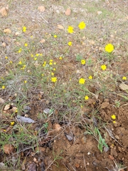 Croptilon divaricatum