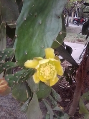 Opuntia