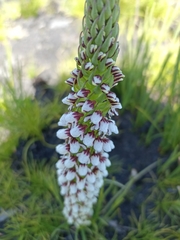 Disa obtusa hottentotica