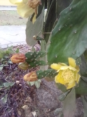 Opuntia