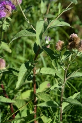 Centaurea phrygia pseudophrygia