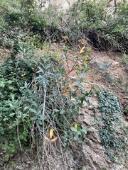 Bupleurum fruticosum