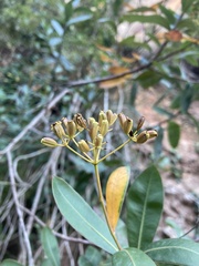 Bupleurum fruticosum