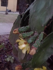 Opuntia