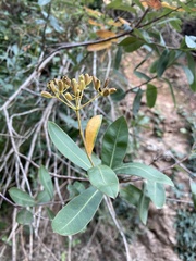 Bupleurum fruticosum