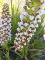 Disa obtusa hottentotica