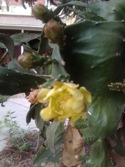 Opuntia