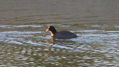 Fulica rufifrons