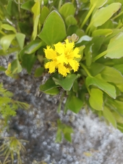 Villarsia capensis