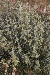 Marrubium incanum