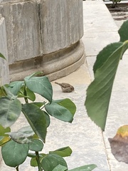 Passer domesticus