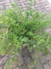 Asparagus aethiopicus