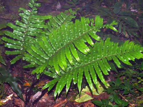 Dryopteris atrata, photograph 1