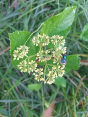 Cissus verticillata
