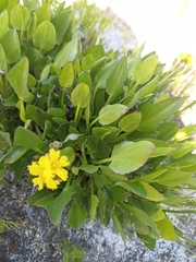 Villarsia capensis