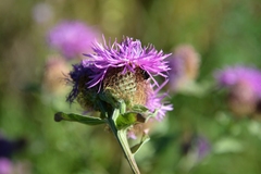 Centaurea phrygia pseudophrygia