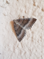 Larentia clavaria