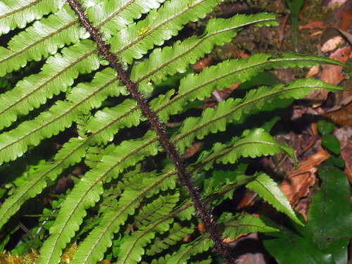 Dryopteris atrata, photograph 2