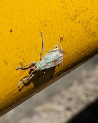 Compsus viridivittatus