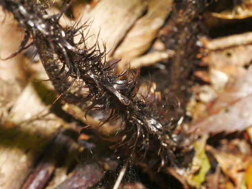 Dryopteris atrata, photograph 3