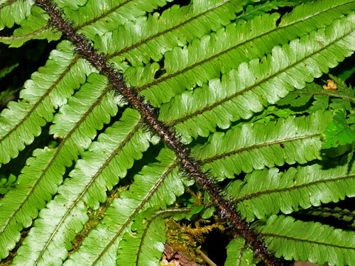 Dryopteris atrata, photograph 4