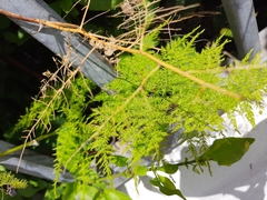 Asparagus setaceus