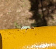 Compsus viridivittatus