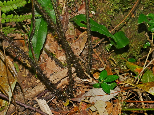 Dryopteris atrata, photograph 5