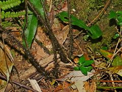 Dryopteris atrata, photograph (c) Jacy Chen, some rights reserved (CC BY)