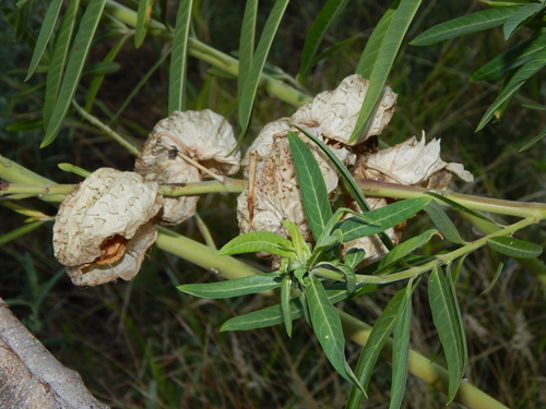 Gomphocarpus image