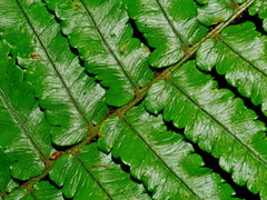 Dryopteris atrata