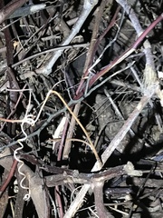 Rieppeleon kerstenii