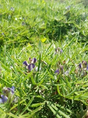 Lupinus linearis
