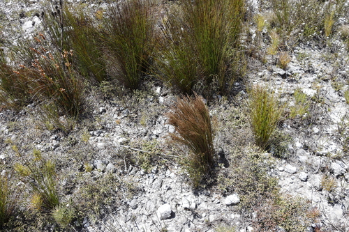 Image of Elegia ebracteata by (c) Tony Rebelo, some rights reserved (CC BY-SA)