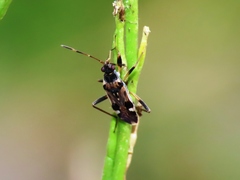 Beosus maritimus