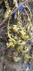 Polypodiopsida