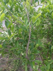 Combretum erythrophyllum