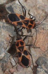 Tropidothorax sternalis