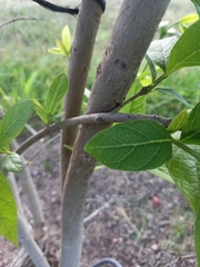 Combretum erythrophyllum