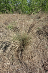 Stipa splendens