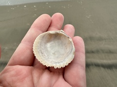 Clinocardium nuttallii